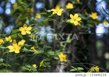 登山中に見つけたヤマブキの花 115846134