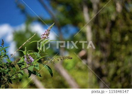 フサフジウツギ フサフジウツギ 115846147