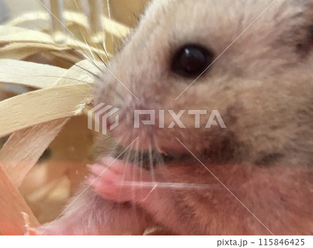 かじるハムスター かじるハムスター 115846425