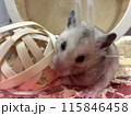 かわいいかじるハムスター 115846458