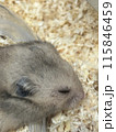 眠るハムスター 115846459
