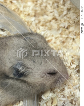 眠るハムスター 115846459