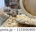 眠るハムスター 115846460