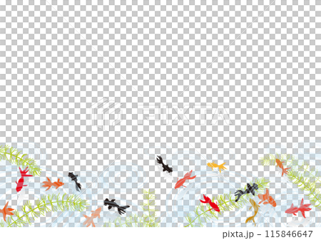 金魚が泳いでいる夏イメージの背景素材のベクターイラスト 115846647