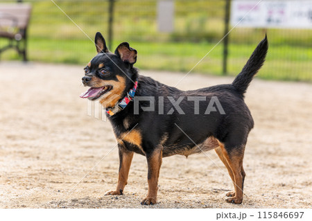 ドッグランの小型犬・チワワ・ミニピン ドッグランの小型犬・チワワ・ミニピン 115846697