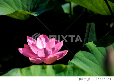 初夏の早朝を彩る清らかなハスの花たち 115846824