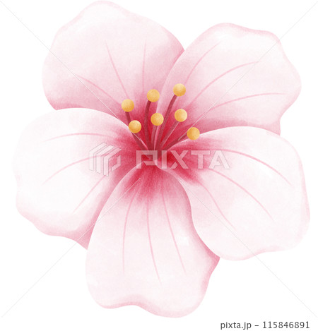 Cherry blossoms blooming 115846891