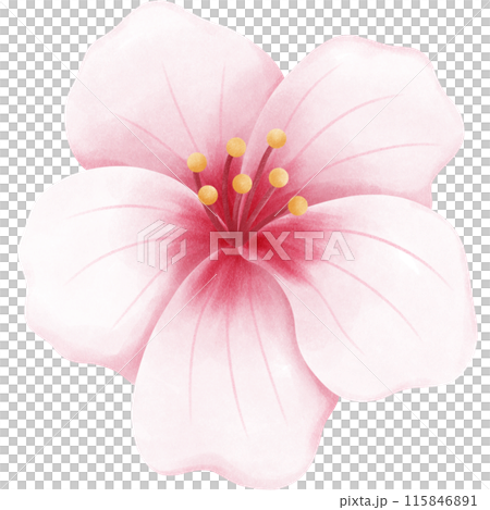 Cherry blossoms blooming 115846891