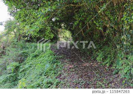 木々の茂る自然のトンネルと山道 115847263