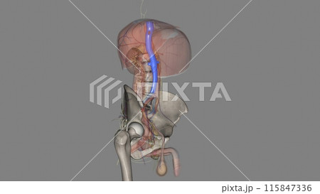The inferior vena cava (IVC) is a large retroperitoneal vessel formed by the confluence of the right and left common iliac veins 115847336