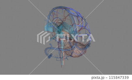 The superior cerebral veins drain the superior portion of the cerebral cortex 115847339