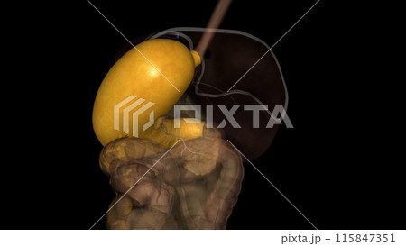 The stomach is a J-shaped organ that digests food 115847351