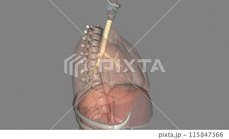 Trachea, in vertebrates and invertebrates, a tube or system of tubes that carries air Trachea, in vertebrates and invertebrates, a tube or system of tubes that carries air 115847366