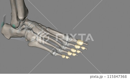 The interphalangeal joints of the foot are between the phalanx bones of the toes in the feet The interphalangeal joints of the foot are between the phalanx bones of the toes in the feet 115847368