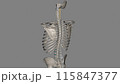 The nuchal ligament is a ligament at the back of the neck that is continuous with the supraspinous ligament 115847377