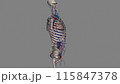 Trunk, Arteries and Veins 115847378
