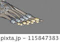 The interphalangeal joints of the foot are between the phalanx bones of the toes in the feet 115847383
