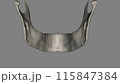 The mandible, located inferiorly in the facial skeleton, is the largest and strongest bone of the face 115847384
