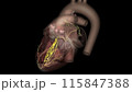 Heart, anterior fascicle 115847388
