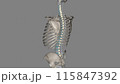 The ligamenta flava are a series of ligaments that connect the ventral parts of the laminae of adjacent vertebrae 115847392