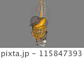 The esophagus is the hollow, muscular tube that passes food and liquid from your throat to your stomach 115847393