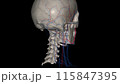 The facial artery is a branch of the external carotid artery that supplies the anatomic structures of the superficial face 115847395