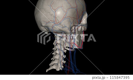 The facial artery is a branch of the external carotid artery that supplies the anatomic structures of the superficial face 115847395