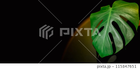 Indoors garden healthy space biophilia design. Monstera house plant with sunset lamp light. Creative minimalistic design template copy space Indoors garden healthy space biophilia design. Monstera house plant with sunset lamp light. Creative minimalistic design template copy space 115847651
