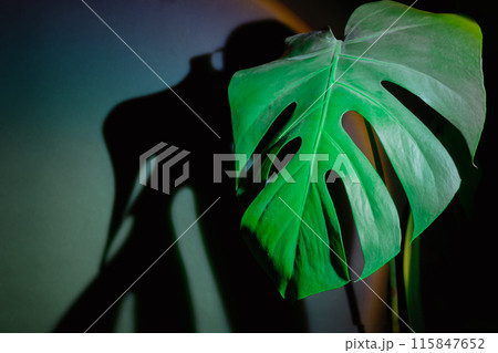 Monstera silhouette leaf in dark background and light from sunset aesthetic lamp. Projector yellow light golden hour effect. House plants sustainable environmentally friendly harmonious space at home Monstera silhouette leaf in dark background and light from sunset aesthetic lamp. Projector yellow light golden hour effect. House plants sustainable environmentally friendly harmonious space at home 115847652