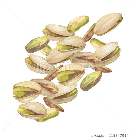 Pistachio nut watercolor illustration. Botanical drawing sketch stylized. Isolated. Hand drawn, suitable for food packaging design Pistachio nut watercolor illustration. Botanical drawing sketch stylized. Isolated. Hand drawn, suitable for food packaging design 115847914