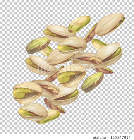 Pistachio nut watercolor illustration. Botanical drawing sketch stylized. Isolated. Hand drawn, suitable for food packaging design Pistachio nut watercolor illustration. Botanical drawing sketch stylized. Isolated. Hand drawn, suitable for food packaging design 115847914
