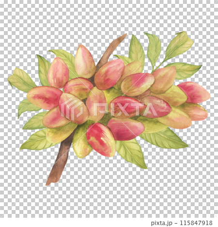 Pistachio tree fruits and leaves on branch watercolor illustration set. Botanical drawing sketch stylized. Isolated. Hand drawn, suitable for food packaging design 115847918