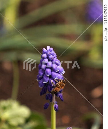 ムスカリの花とミツバチ 115847930