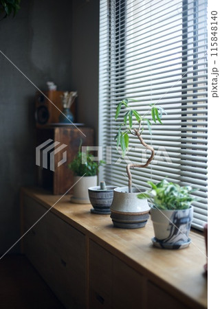 窓辺に並べた観葉植物の鉢 115848140