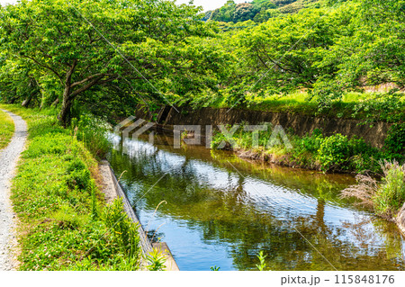 新緑の琴海戸根川 【長崎市】 新緑の琴海戸根川 【長崎市】 115848176