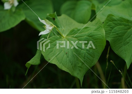 ミヤマエンレイソウの花 ミヤマエンレイソウの花 115848203