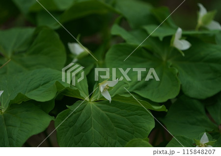 ミヤマエンレイソウの花 115848207