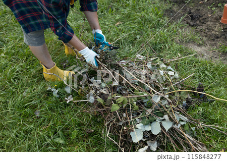 Pruning raspberry bushes. Autumn garden work. Gloved hands Pruning raspberry bushes. Autumn garden work. Gloved hands 115848277