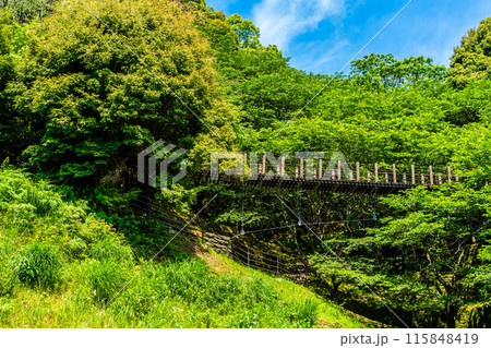 新緑の琴海中央公園 森の中の吊り橋 【長崎市】 新緑の琴海中央公園 森の中の吊り橋 【長崎市】 115848419