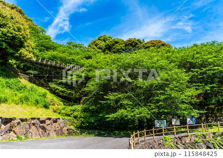新緑の琴海中央公園 森の中の吊り橋 【長崎市】 新緑の琴海中央公園 森の中の吊り橋 【長崎市】 115848425