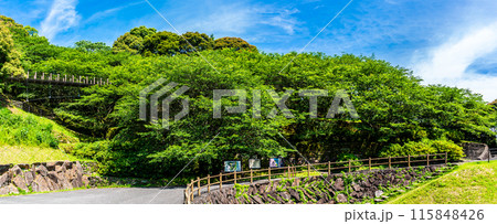 新緑の琴海中央公園　森の中の吊り橋　パノラマ　【長崎市】 115848426