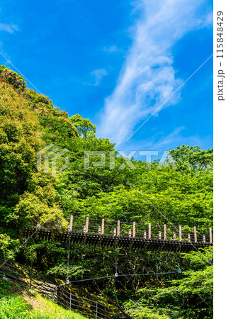 新緑の琴海中央公園　森の中の吊り橋　【長崎市】 115848429