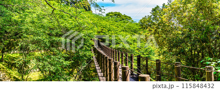 新緑の琴海中央公園　森の中の吊り橋　パノラマ　【長崎市】 115848432