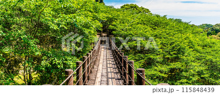 新緑の琴海中央公園 森の中の吊り橋 パノラマ 【長崎市】 新緑の琴海中央公園 森の中の吊り橋 パノラマ 【長崎市】 115848439
