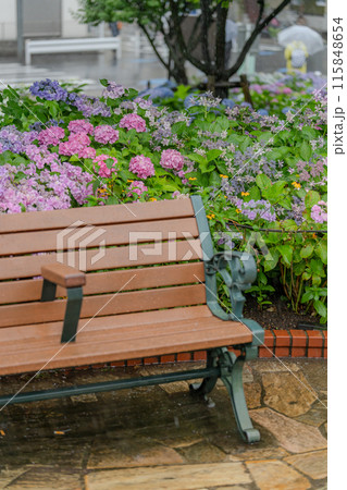 雨に濡れた紫陽花 115848654