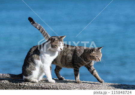 堤防でくつろぐ二匹の猫 堤防でくつろぐ二匹の猫 115848724
