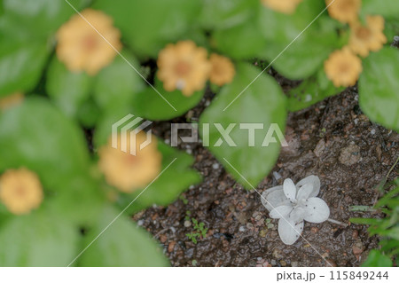 雨に濡れた紫陽花 115849244