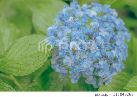 雨に濡れた紫陽花 雨に濡れた紫陽花 115849265