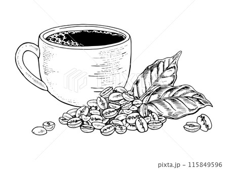 Cup of Coffee and Beans. Vector hand drawn illustration. Mug and grains with leaves. Vintage black and white art. Changeable background color. Food clipart sketch drawing. For packaging and cafe menus Cup of Coffee and Beans. Vector hand drawn illustration. Mug and grains with leaves. Vintage black and white art. Changeable background color. Food clipart sketch drawing. For packaging and cafe menus 115849596