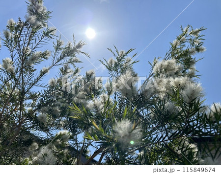ティーツリーと青空 ティーツリーと青空 115849674